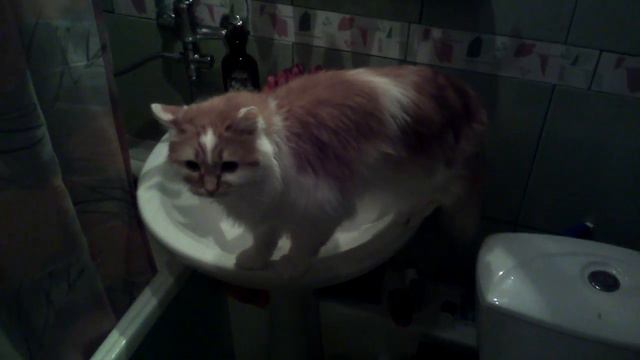 Кот принимает водные процедуры смотреть онлайн