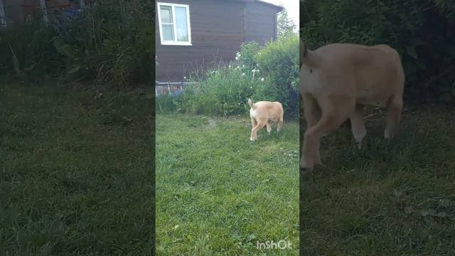 Страшный шарик... Детство Дайры... смотреть онлайн