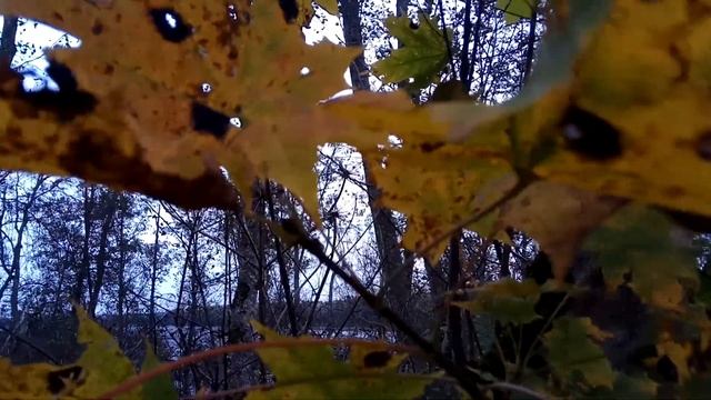 VID_20211005_161321 На чёрный бархат лист...1921 (Вл.Набоков)... Павел Васильев Лахтинский смотреть онлайн