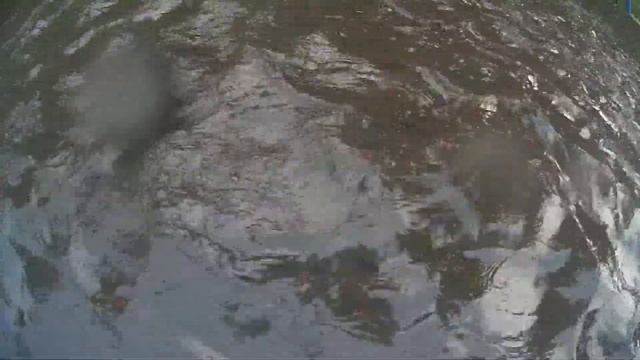 Снял на камеру, как много рыбы в реке Квай, просто окунул её в воду смотреть онлайн