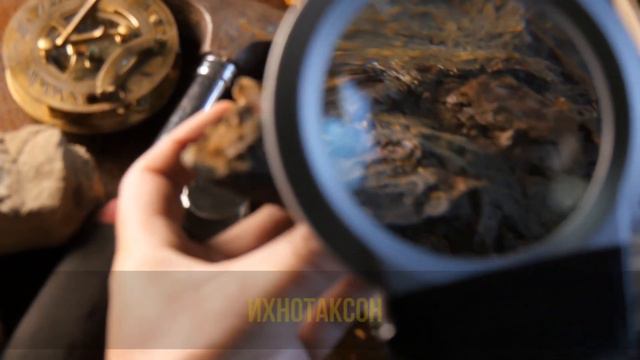 Где же маленькие динозавры? | Plushkin смотреть онлайн