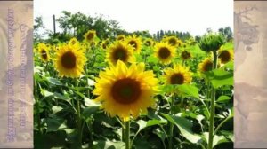 География 10-11 кл Максаковский §5-2 Мы рассматриваем географию сельского хозяйства и рыболовства