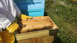 Стоит ли ставить ловушки для ловли пчёл? Шок! :)