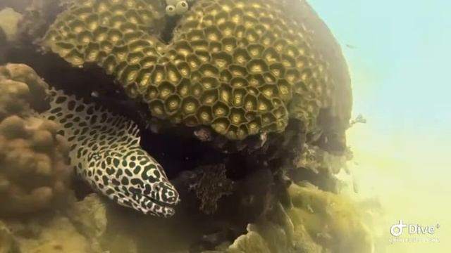 Scuba diving in Karimunjawa. Did you know Java has good diving? смотреть онлайн