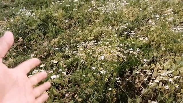 Бинарные посевы. Горох+горчица, вика+горчица смотреть онлайн