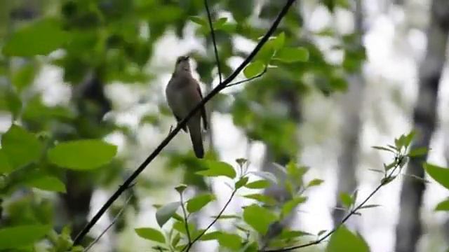 Утреннее пение соловья. смотреть онлайн