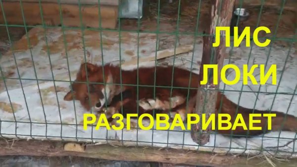 как разговаривает лиса/домашний лис Локи/how does the fox talk home fox loki