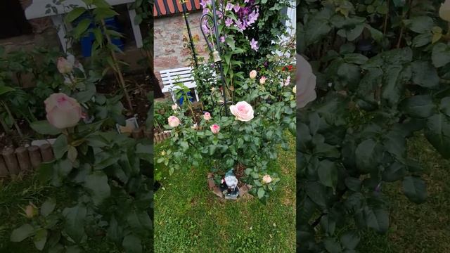 Rose Souvenir de Baden Baden смотреть онлайн