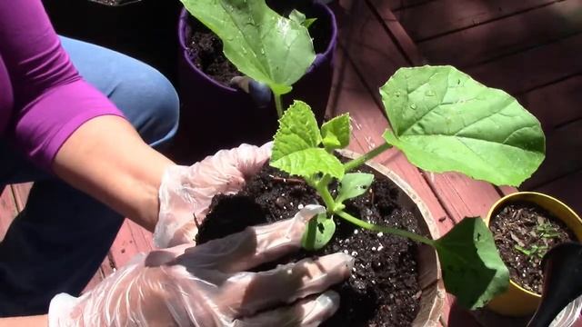 Grow Cantaloupes in Containers this Year--It's Easy to Do смотреть онлайн