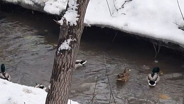 Хронология Событий В Восточном Казахстане с 5 Января по 17 Марта Усть-Каменогорск смотреть онлайн