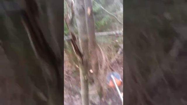 Brushcutting whit stihl fs 490. Onehanded смотреть онлайн