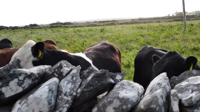 COWS RUNNING AND BEGGING FOR HER TO SING IN IRELAND смотреть онлайн