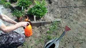 Супер Средство от ГУСЕНИЦ на РОЗАХ