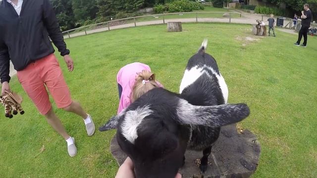 Вика в зоопарке Givskud Zoo в Дании кормит животных и изучает динозавров смотреть онлайн