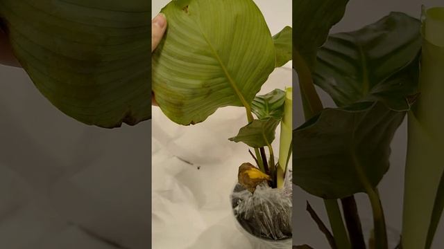 Калатея заражена Мучнистым червецом смотреть онлайн