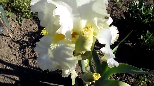 Белая Вьюга высокий ирис смотреть онлайн