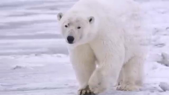 ПОЛЯРНЫЙ МЕДВЕДЬ ЧУДО СЕВЕРА смотреть онлайн