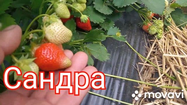 Сравнение сортов клубники Сандра/Брила/Азия на 22.05.22 смотреть онлайн