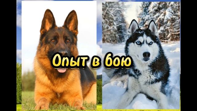 Немецкая овчарка против Хаски//Кто сильнее? смотреть онлайн
