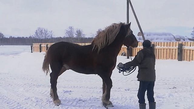 Советский тяжеловоз,, РЫБАК,, 3года. НЕ ПРОДАЁТСЯ. смотреть онлайн