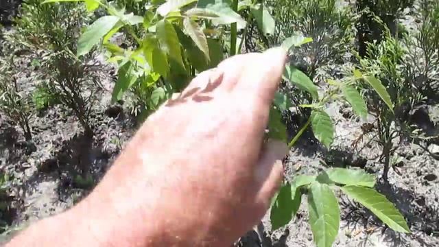 Два способа формировки молодого ореха смотреть онлайн