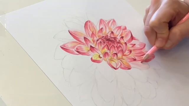 Как рисовать цветы.Георгин.Пошагово.Цветными карандашами. How to draw flowers.Painting flowers. смотреть онлайн