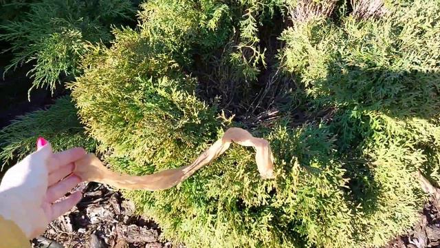 Что делать, если туя развалилась из-за снега? смотреть онлайн