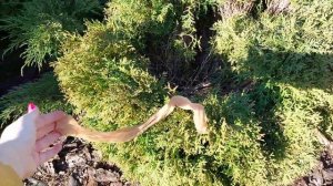 Что делать, если туя развалилась из-за снега?