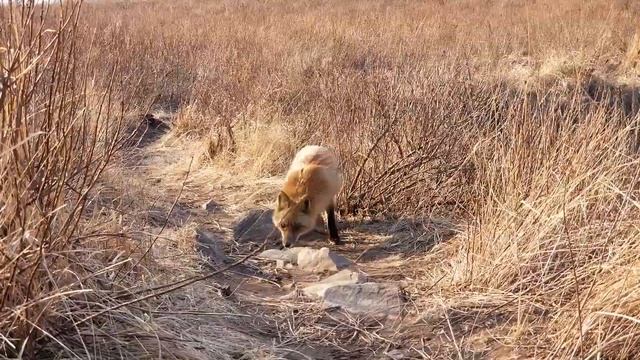 Куда поехать отдыхать на море из Владивостока. Обзор острова Шкота. смотреть онлайн