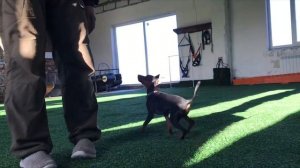 Дрессировка щенка Цвергпинчера