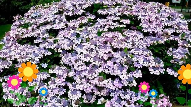 Гортензия пильчатая Bluebird. Краткий обзор, описание характеристик, где купить саженцы смотреть онлайн