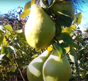 Груша сорт Дюшес зимний Рязань 16.10.2022