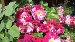 Плетистые розы. Purple Splash (Перпл Сплэш)