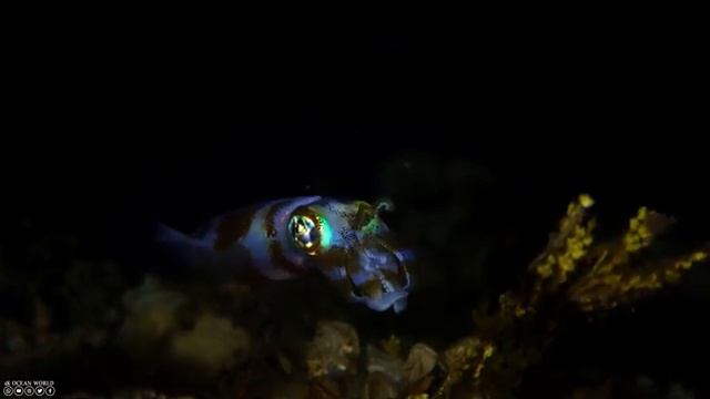 Aquarium 4K VIDEO ULTRA HD ? Vibrant Coral and Fish - Beautiful Aquarium Experience #2 смотреть онлайн