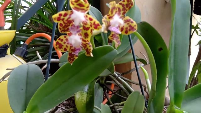 Ngắm hoa lan Da Báo - Hygrochilus parishii tại Hoa Lan Sài đồng смотреть онлайн