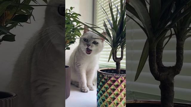 ПОЧЕМУ КОШКИ ЕДЯТ КОМНАТНЫЕ РАСТЕНИЯ? смотреть онлайн