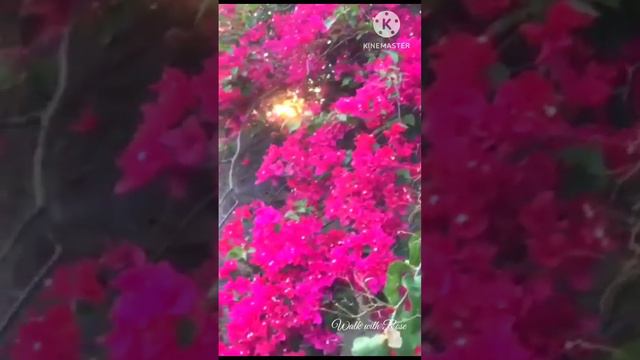 #birdsounds #bougainvillea #sunset #flowers #pink смотреть онлайн