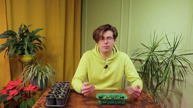 Правила пикировки эустомы в торфяных таблетках смотреть онлайн