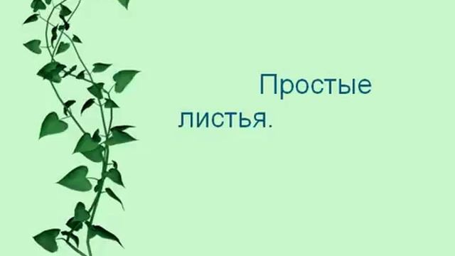 Внешнее строение листа.AVI смотреть онлайн