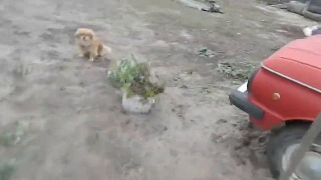 как посадить малину осенью посадка малины ремонтантной Осенняя посадка малины смотреть онлайн