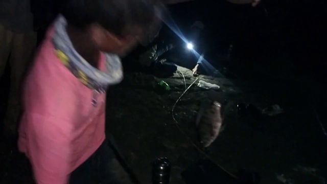 night fishing 🎣#fishingtrip #catfish #crack #ru #katla смотреть онлайн