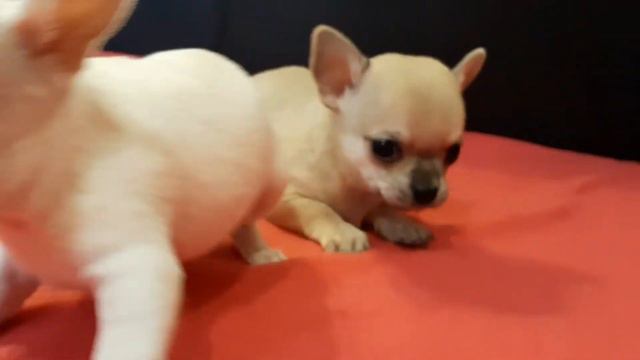 25 июля 2022 г. смотреть онлайн