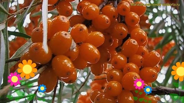 Облепиха масленичная. Краткий обзор, описание характеристик, где купить саженцы hippophae rhamnoide смотреть онлайн