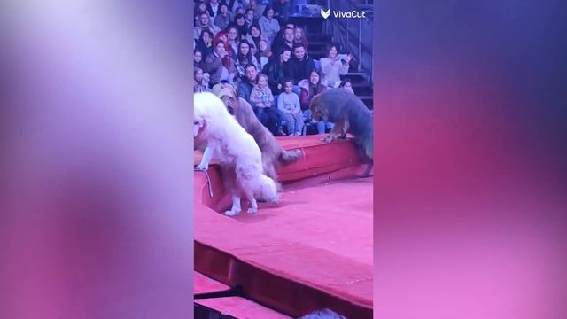 Цирк "Золотой дракон" смотреть онлайн