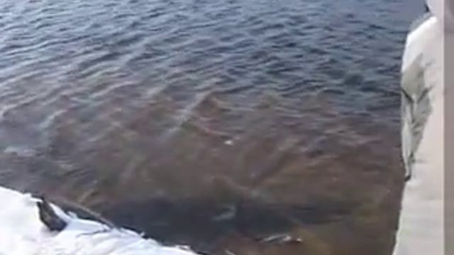 Командные соревнования по ловле хищной рыбы на спиннинг с берега смотреть онлайн