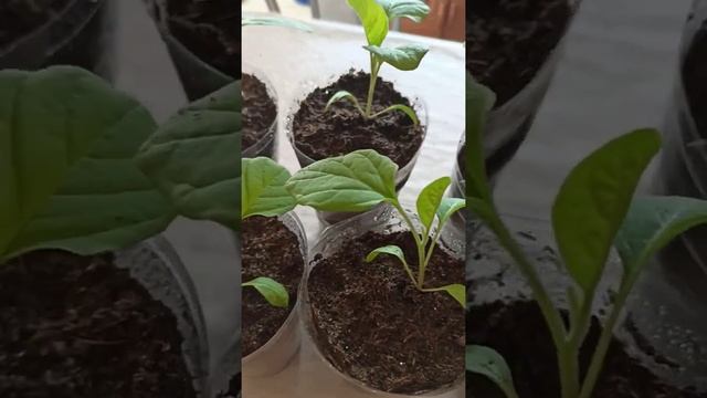 Эпик F 1 ? баклажан. Рассада на 10.04.2021г. смотреть онлайн