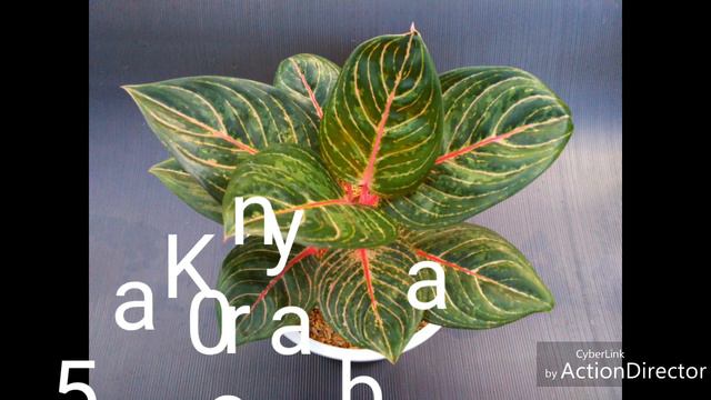 #Aglaonema for Sale смотреть онлайн