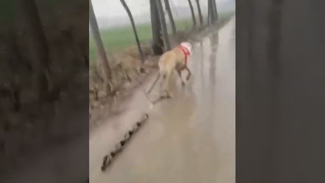 ??Хатар чемпион Таджикистан?? хатар сын гром 2 кратный чемпион Таджикистан продан в китай?? смотреть онлайн