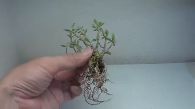 【ミニ盆栽：mini Bonsai】梔子-1（2020年） :Gardenia Jasminoides　剪定　How To Bonsai