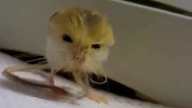 Самый маленький в мире тушканчик смотреть онлайн